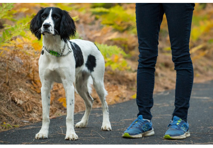 Ruffwear Chain Reaction