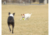 Jouet pour chien Ruffwear Turnup