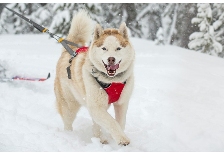 Harnais Ruffwear Ominjore