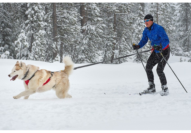 Laisse pour chien Omnijore Ruffwear