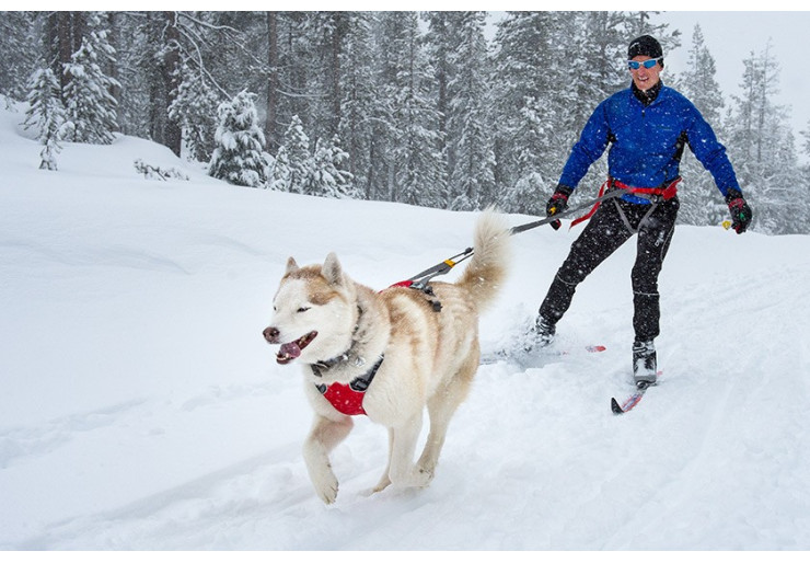 Laisse pour chien Omnijore Ruffwear