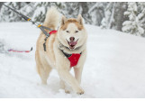 Laisse pour chien Omnijore Ruffwear