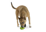 Jouet pour chiens Planet Dog Artichaut