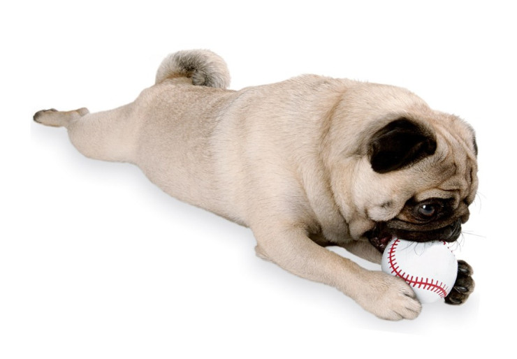 Jouet pour chiens Planet Dog Balle de Baseball