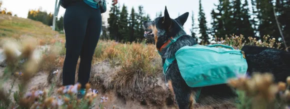 Harnais et sacs à dos pour Chiens Actifs Ruffwear