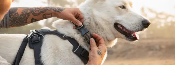 Colliers et laisses pour Chiens Actifs RUFFWEAR
