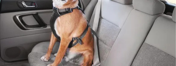 Sécurité Canine pour Chiens Actifs - RUFFWEAR