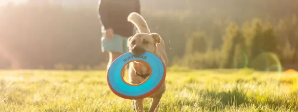 Accessoires et jouets pour chiens RUFFWEAR